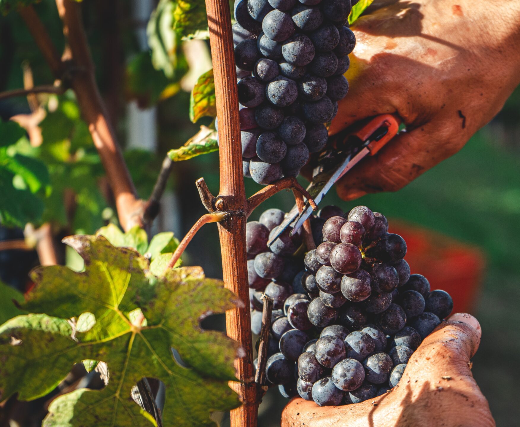 Persoon die druiven plukt. Dit is de start van het duurzame en traceerbare wijnproces.